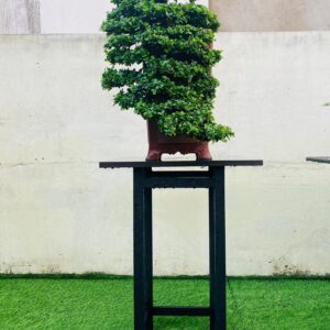 bonsai cây sam núi mẫu số 10