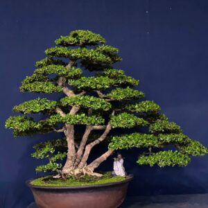 bonsai cây sam núi mẫu số 11