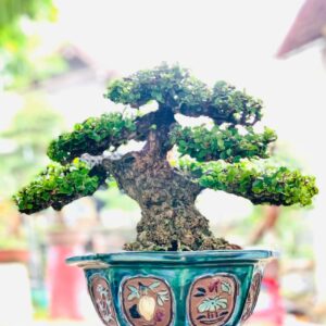 bonsai cây sam núi mẫu số 12