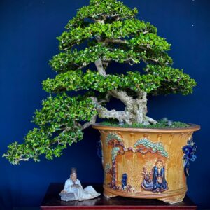 bonsai cây sam núi mẫu số 13