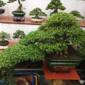 bonsai cây sam núi mẫu số 14