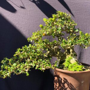 bonsai cây sam núi mẫu số 15