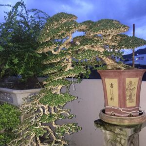 bonsai cây sam núi mẫu số 16