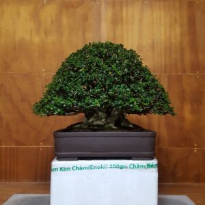 bonsai cây sam núi mẫu số 17