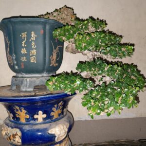 bonsai cây sam núi mẫu số 18