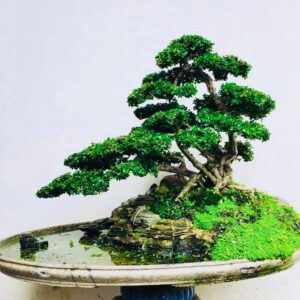 bonsai cây sam núi mẫu số 19