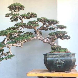 bonsai cây sam núi mẫu số 20