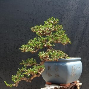 bon sai cây sam núi mẫu số 4
