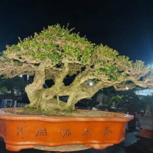 bonsai cây sam núi mẫu số 5