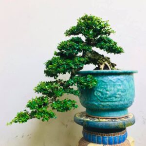 bonsai cây sam núi mẫu số 6