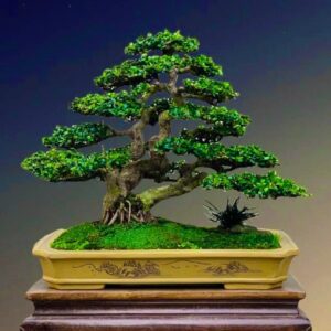 bon sai cây sam núi mẫu số 8