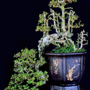 bonsai cây sam núi mẫu số 9