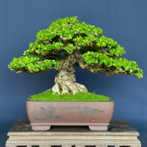 bonsai cây sam núi mẫu số 3