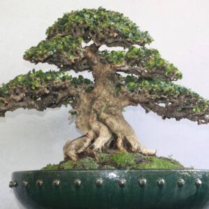 bonsai sam núi mẫu số 1