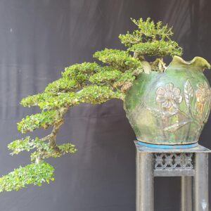 bonsai sam núi mẫu số 2