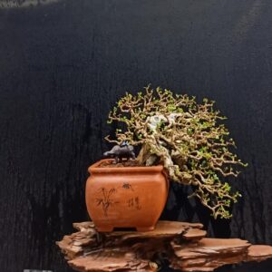 cây linh sam núi hay còn gọi là sam gai