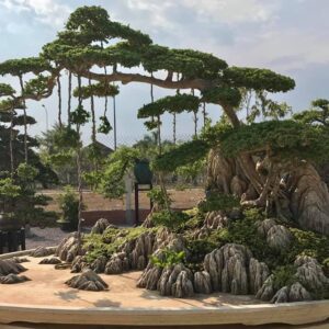 cây sam núi bonsai
