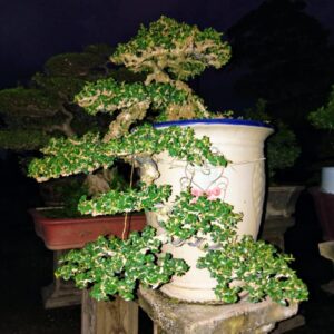 cây sam núi bonsai phù hợp với người mệnh mộc và mệnh hỏa