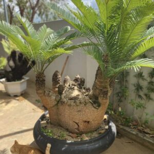 cây thiên tuế có công dụng rất lớn