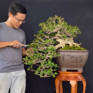 chăm sóc bonsai sam núi