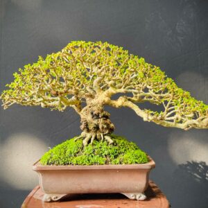 chúng tôi là địa chỉ bán bonsai sam núi uy tín