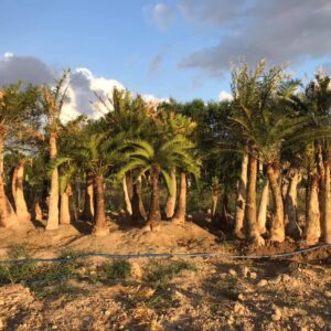 chúng tôi là địa chỉ bán cây thiên tuế sll