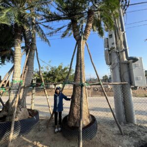 giá cây thiên tuế phụ thuộc vào kích thước cây