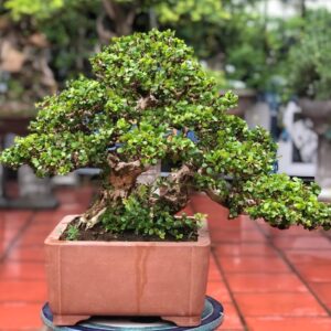 nên trồng bonsai sam núi trước nhà