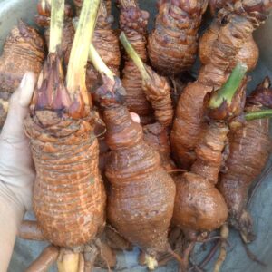 nhân giống cây thiên tuế bằng củ