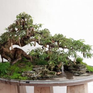 biến cây me ăn quả thành bonsai