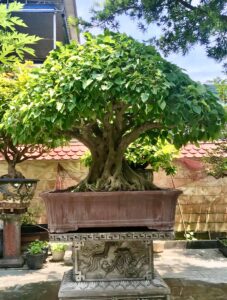 bồ đề bonsai dáng trực
