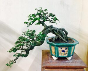 bonsai cây du mẫu 1