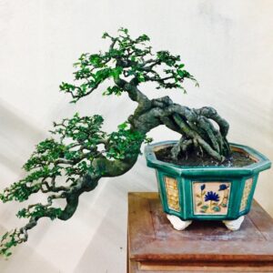 bonsai cây du mẫu 1