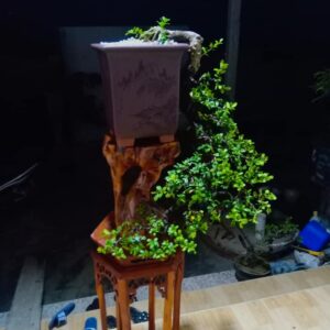 bonsai cây hải châu mẫu 10