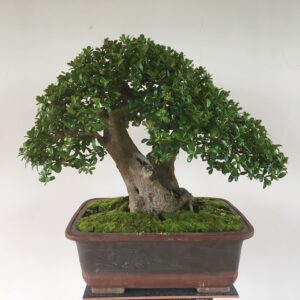 bonsai cây hải châu mẫu 11