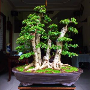 bonsai cây hải châu mẫu 12
