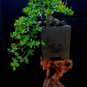 bonsai cây hải châu mẫu 9