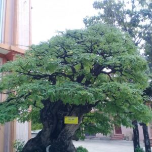 bonsai cây me mẫu số 10