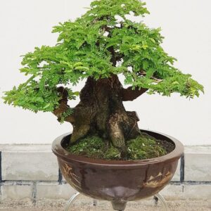 bonsai cây me mẫu số 6