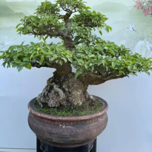 bonsai cây sung mẫu 2