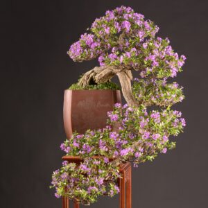 bonsai dáng huyền