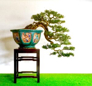 bonsai linh sam dáng huyền