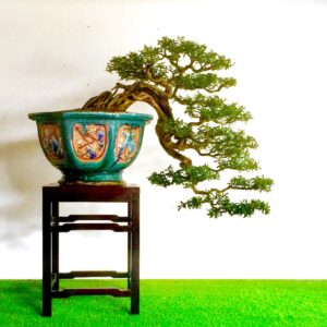 bonsai linh sam dáng huyền