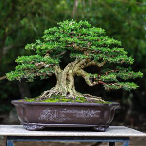 bonsai linh sam dáng trực mẫu 4