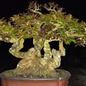 bonsai lộc vừng mẫu 5