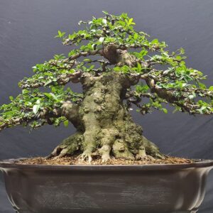 bonsai mai chiếu thủy mẫu 1