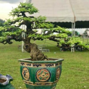bonsai me mẫu số 5