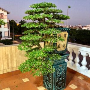 bonsai nguyệt quế dáng huyền