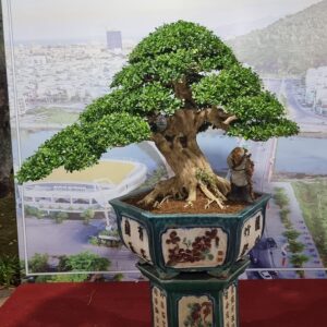 bonsai nguyệt quế mẫu 7