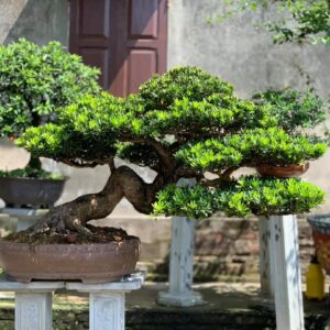 bonsai tùng kim cương dáng siêu